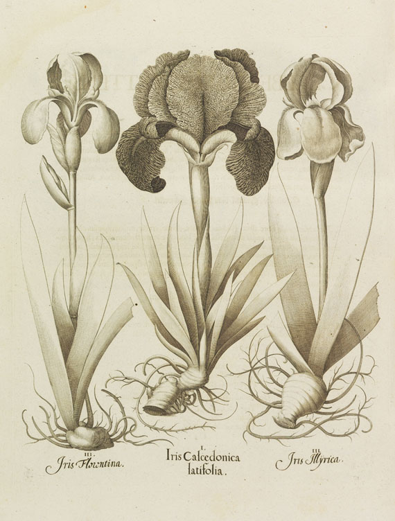 Basilius Besler - Hortus Eystettensis - Autre image