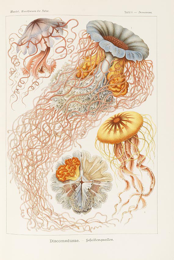 Ernst Haeckel - Kunstformen der Natur - Autre image