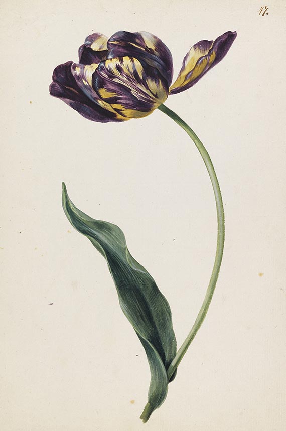 Franz Blaschek - Blumenstudien: Tulpe und Zaunwinde - Autre image