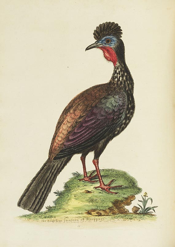 George Edwards - A Natural History of Birds & Gleanings - Autre image