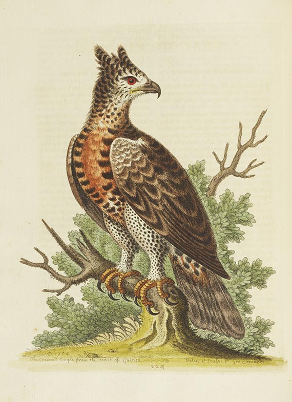 George Edwards - A Natural History of Birds & Gleanings - Autre image