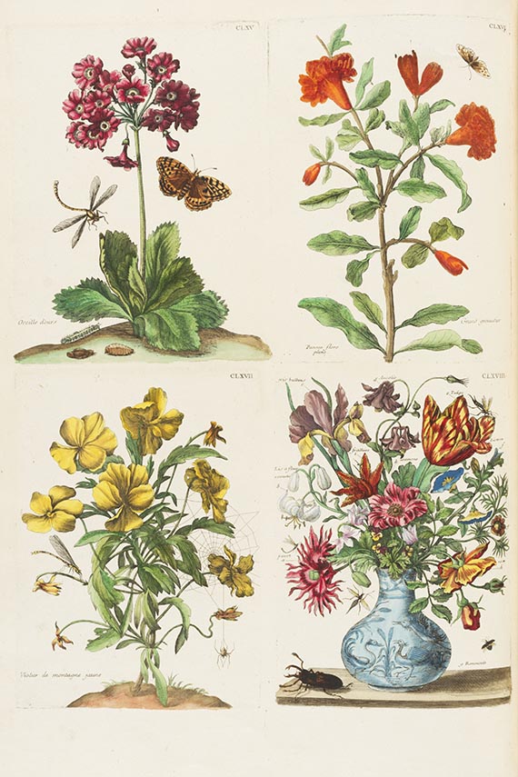 Maria Sibylla Merian - Histoire generale des insectes Surinam. Band II (von 3): Europe - Autre image