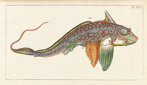 Gottlieb Tobias Wilhelm - Unterhaltungen aus der Naturgeschichte - Autre image