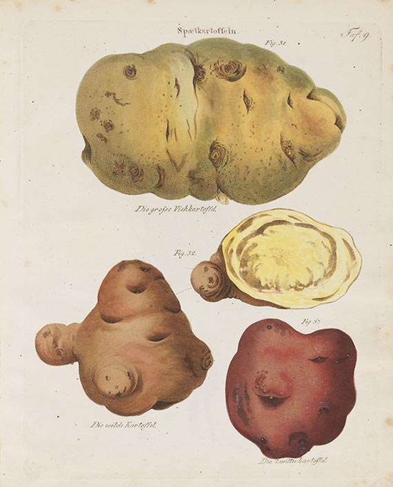 C. W. E. Putsche - Versuch einer Monographie der Kartoffeln