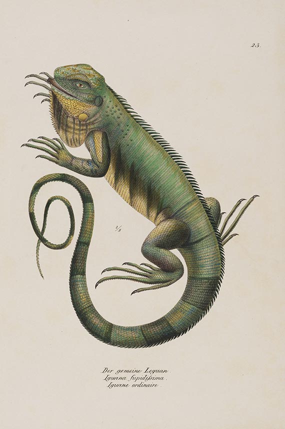 Heinrich Rudolf Schinz - Naturgeschichte und Abbildungen der Reptilien. 17 Hefte