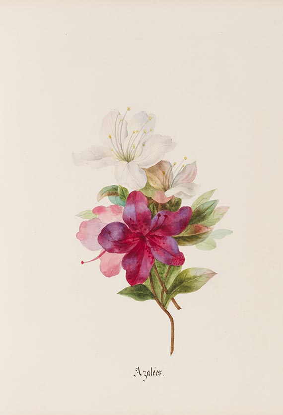 Ada Myers - Histoire Naturelle Botanique