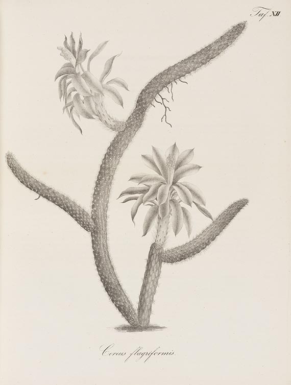 Ludwig Georg Karl Pfeiffer - Abbildung und Beschreibung blühender Cacteen