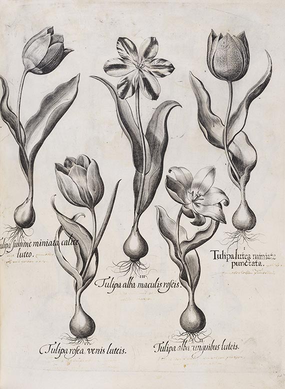 Basilius Besler - Hortus Eystettensis. Curis secundis. - Autre image
