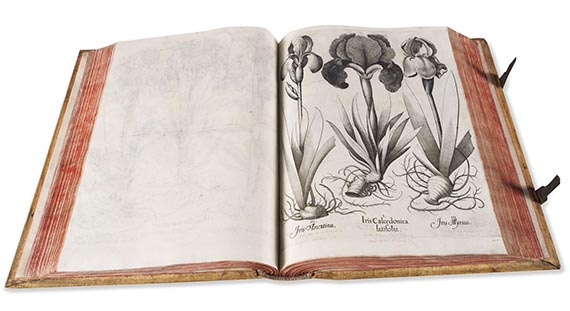 Basilius Besler - Hortus Eystettensis. Curis secundis. - Autre image