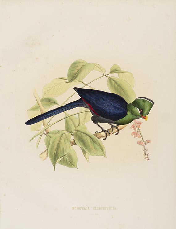 Hermann Schlegel - Toerako's